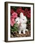 Netherland Dwarf Domestic Rabbit, USA-Lynn M. Stone-Framed Photographic Print