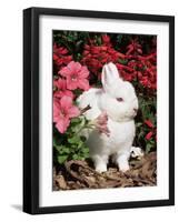 Netherland Dwarf Domestic Rabbit, USA-Lynn M. Stone-Framed Photographic Print