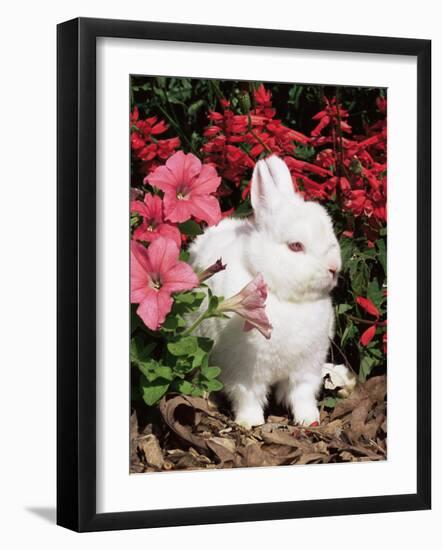 Netherland Dwarf Domestic Rabbit, USA-Lynn M. Stone-Framed Photographic Print