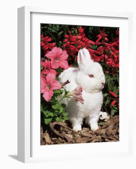 Netherland Dwarf Domestic Rabbit, USA-Lynn M. Stone-Framed Photographic Print