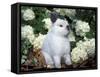 Netherland Dwarf Domestic Rabbit-Lynn M. Stone-Framed Stretched Canvas