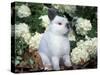 Netherland Dwarf Domestic Rabbit-Lynn M. Stone-Stretched Canvas