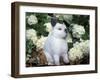 Netherland Dwarf Domestic Rabbit-Lynn M. Stone-Framed Photographic Print