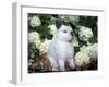 Netherland Dwarf Domestic Rabbit-Lynn M. Stone-Framed Photographic Print