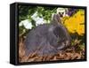 Netherland Dwarf Rabbit, Amongst Flowers, USA-Lynn M. Stone-Framed Stretched Canvas