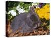 Netherland Dwarf Rabbit, Amongst Flowers, USA-Lynn M. Stone-Stretched Canvas