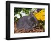 Netherland Dwarf Rabbit, Amongst Flowers, USA-Lynn M. Stone-Framed Premium Photographic Print