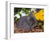 Netherland Dwarf Rabbit, Amongst Flowers, USA-Lynn M. Stone-Framed Premium Photographic Print