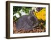 Netherland Dwarf Rabbit, Amongst Flowers, USA-Lynn M. Stone-Framed Photographic Print