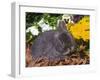 Netherland Dwarf Rabbit, Amongst Flowers, USA-Lynn M. Stone-Framed Photographic Print