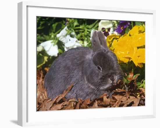 Netherland Dwarf Rabbit, Amongst Flowers, USA-Lynn M. Stone-Framed Photographic Print