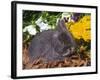 Netherland Dwarf Rabbit, Amongst Flowers, USA-Lynn M. Stone-Framed Photographic Print