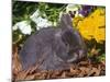 Netherland Dwarf Rabbit, Amongst Flowers, USA-Lynn M. Stone-Mounted Photographic Print