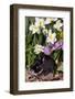 Netherland Dwarf Rabbit (Domestic Breed) in Spring Daffodils-Lynn M^ Stone-Framed Photographic Print