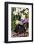 Netherland Dwarf Rabbit (Domestic Breed) in Spring Daffodils-Lynn M^ Stone-Framed Photographic Print