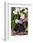 Netherland Dwarf Rabbit (Domestic Breed) in Spring Daffodils-Lynn M^ Stone-Framed Photographic Print