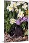 Netherland Dwarf Rabbit (Domestic Breed) in Spring Daffodils-Lynn M^ Stone-Mounted Photographic Print