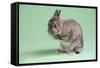 Netherland Dwarf Rabbit-Lynn M^ Stone-Framed Stretched Canvas