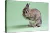 Netherland Dwarf Rabbit-Lynn M^ Stone-Stretched Canvas