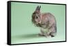 Netherland Dwarf Rabbit-Lynn M^ Stone-Framed Stretched Canvas