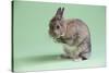 Netherland Dwarf Rabbit-Lynn M^ Stone-Stretched Canvas