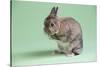 Netherland Dwarf Rabbit-Lynn M^ Stone-Stretched Canvas