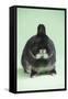 Netherland Dwarf Rabbit-Lynn M^ Stone-Framed Stretched Canvas