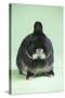 Netherland Dwarf Rabbit-Lynn M^ Stone-Stretched Canvas