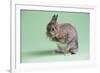 Netherland Dwarf Rabbit-Lynn M^ Stone-Framed Photographic Print