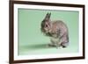 Netherland Dwarf Rabbit-Lynn M^ Stone-Framed Photographic Print