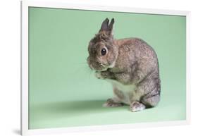 Netherland Dwarf Rabbit-Lynn M^ Stone-Framed Photographic Print