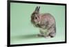 Netherland Dwarf Rabbit-Lynn M^ Stone-Framed Photographic Print