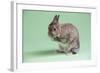 Netherland Dwarf Rabbit-Lynn M^ Stone-Framed Photographic Print