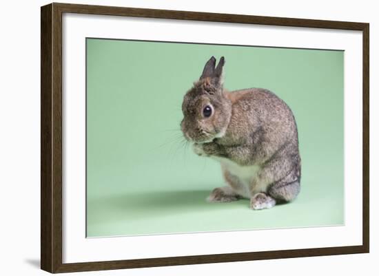 Netherland Dwarf Rabbit-Lynn M^ Stone-Framed Photographic Print