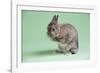 Netherland Dwarf Rabbit-Lynn M^ Stone-Framed Photographic Print