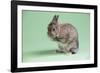 Netherland Dwarf Rabbit-Lynn M^ Stone-Framed Photographic Print