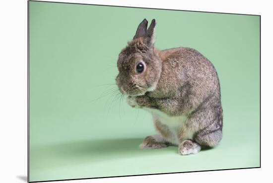 Netherland Dwarf Rabbit-Lynn M^ Stone-Mounted Photographic Print