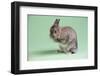 Netherland Dwarf Rabbit-Lynn M^ Stone-Framed Photographic Print