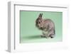 Netherland Dwarf Rabbit-Lynn M^ Stone-Framed Photographic Print