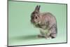 Netherland Dwarf Rabbit-Lynn M^ Stone-Mounted Photographic Print