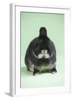 Netherland Dwarf Rabbit-Lynn M^ Stone-Framed Photographic Print