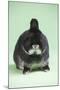 Netherland Dwarf Rabbit-Lynn M^ Stone-Mounted Photographic Print