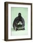 Netherland Dwarf Rabbit-Lynn M^ Stone-Framed Photographic Print