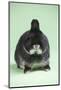 Netherland Dwarf Rabbit-Lynn M^ Stone-Mounted Photographic Print