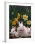 Netherland Dwarf Rabbits, Mother and Babies, Amongst Daffodils-Lynn M. Stone-Framed Photographic Print