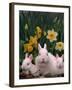 Netherland Dwarf Rabbits, Mother and Babies, Amongst Daffodils-Lynn M. Stone-Framed Photographic Print