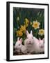 Netherland Dwarf Rabbits, Mother and Babies, Amongst Daffodils-Lynn M. Stone-Framed Photographic Print