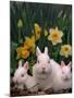 Netherland Dwarf Rabbits, Mother and Babies, Amongst Daffodils-Lynn M. Stone-Mounted Photographic Print