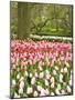 Netherlands. Forest and flowers in the Keukenhof Gardens-Terry Eggers-Mounted Photographic Print