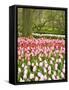 Netherlands. Forest and flowers in the Keukenhof Gardens-Terry Eggers-Framed Stretched Canvas